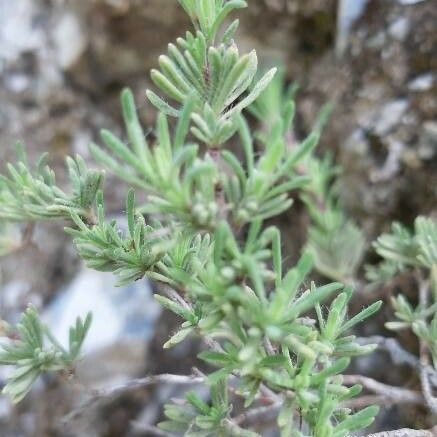 Thymus dolomiticus ഇല