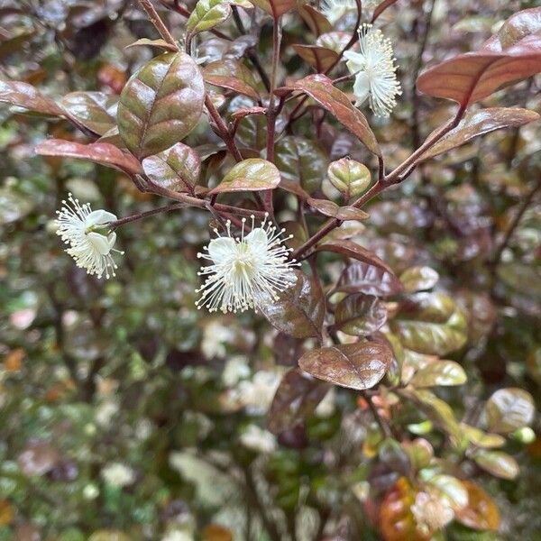 Lophomyrtus bullata ফুল