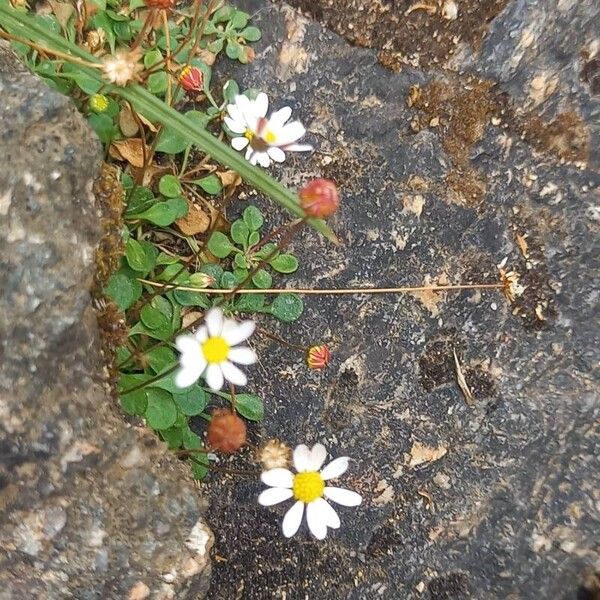 Bellium bellidioides Elinympäristö