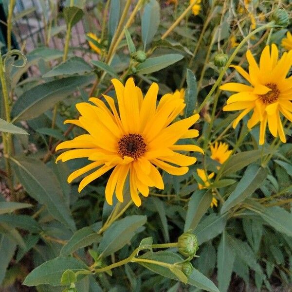 Helianthus × laetiflorus Žiedas