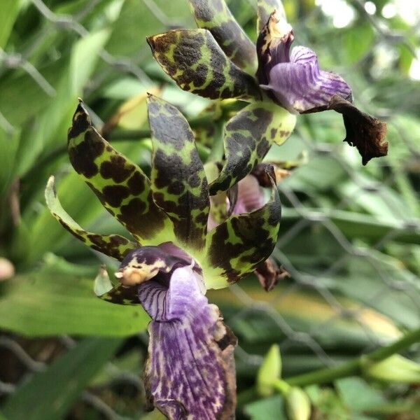 Zygopetalum maculatum List