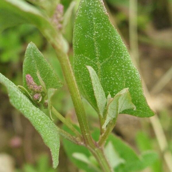 Atriplex prostrata 葉