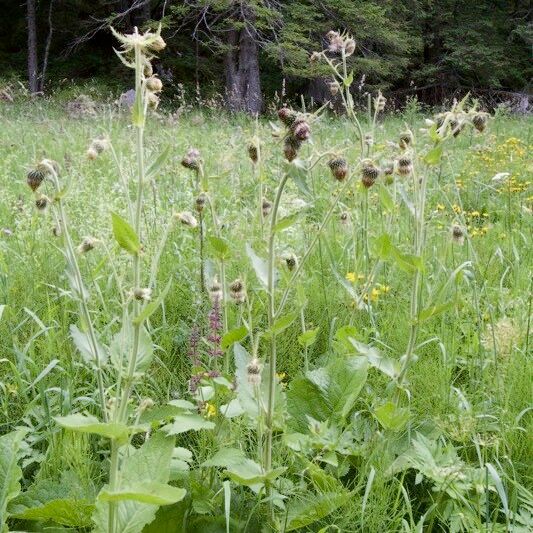 Cirsium carniolicum Habitus