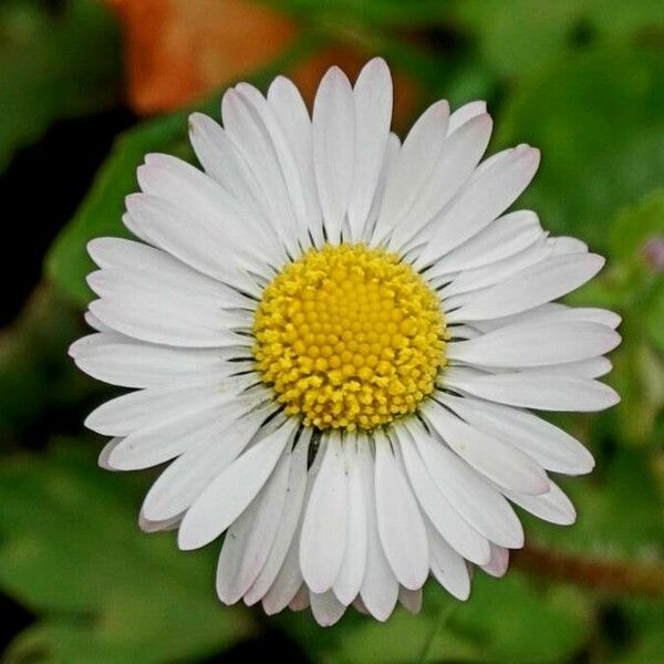 Bellis annua ফুল