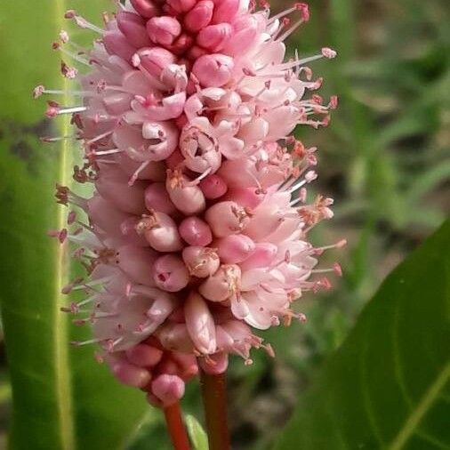 Persicaria amphibia Flower