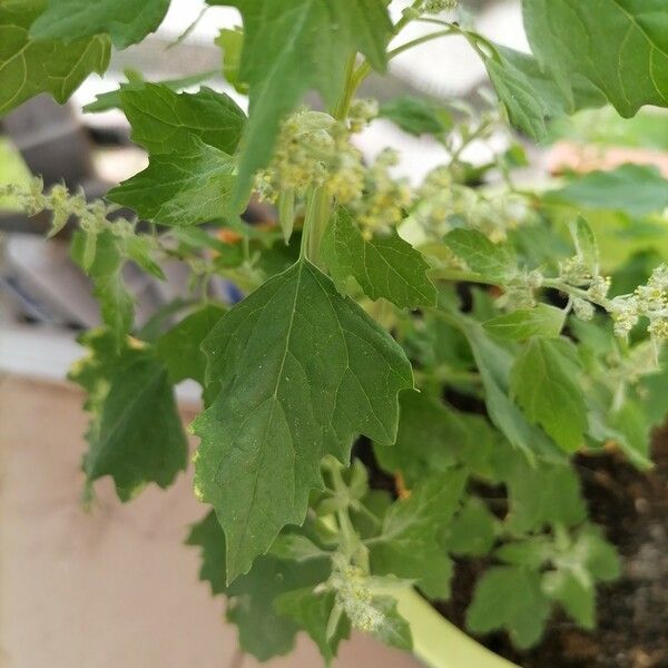 Chenopodium album 葉