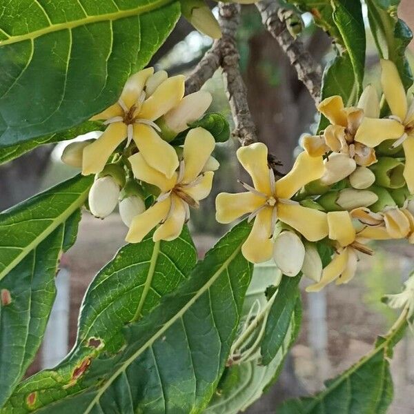 Genipa americana Flor