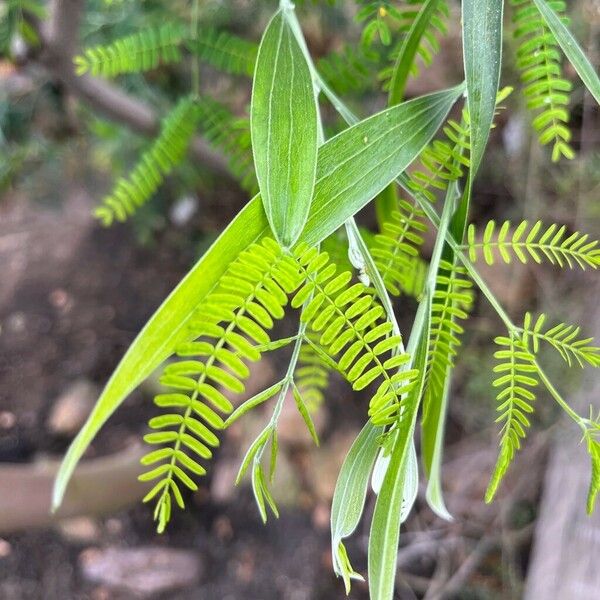 Acacia melanoxylon Folio