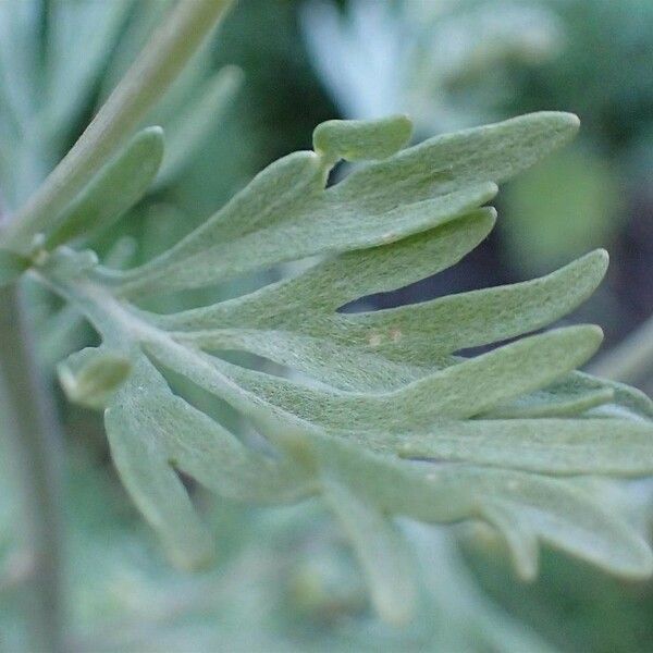 Artemisia absinthium Leaf