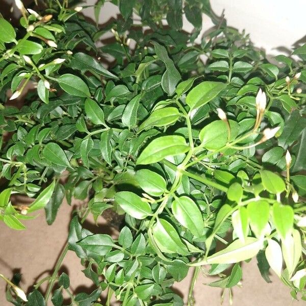 Jasminum officinale পাতা