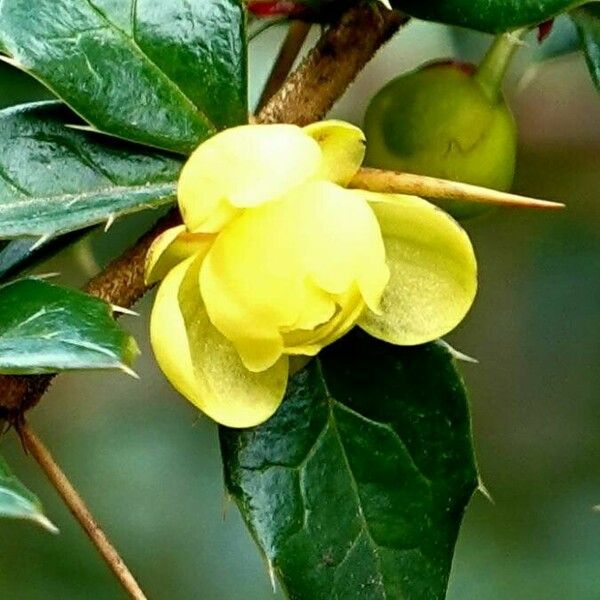 Berberis julianae Flor