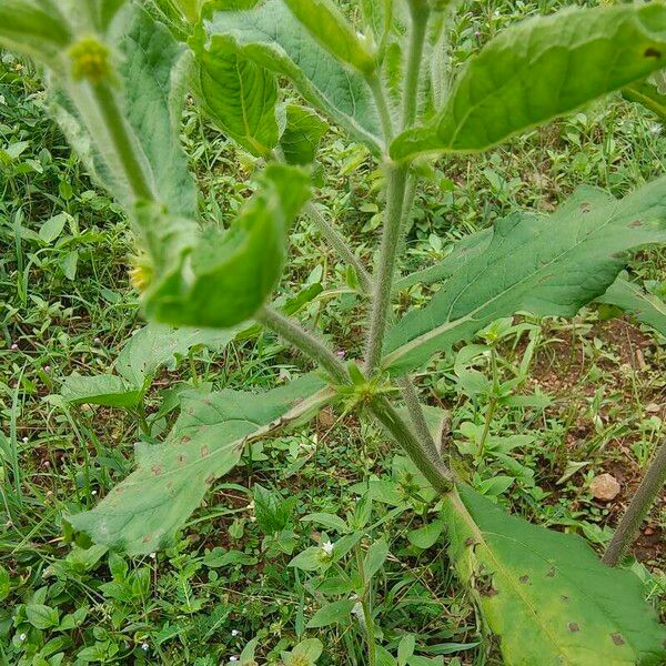 Acanthospermum hispidum Leaf