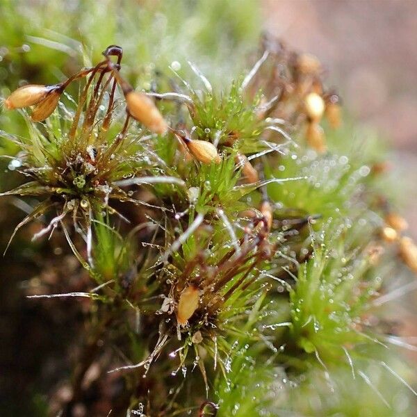 Campylopus introflexus Fruit