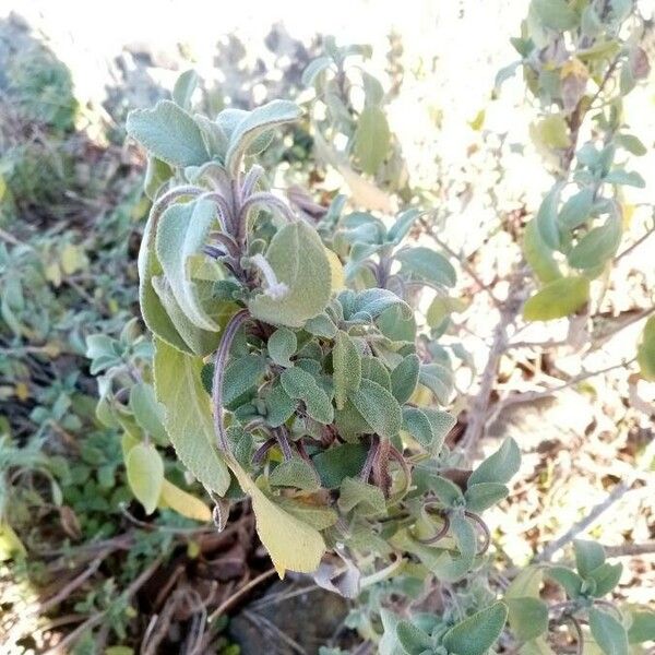 Salvia fruticosa Blatt