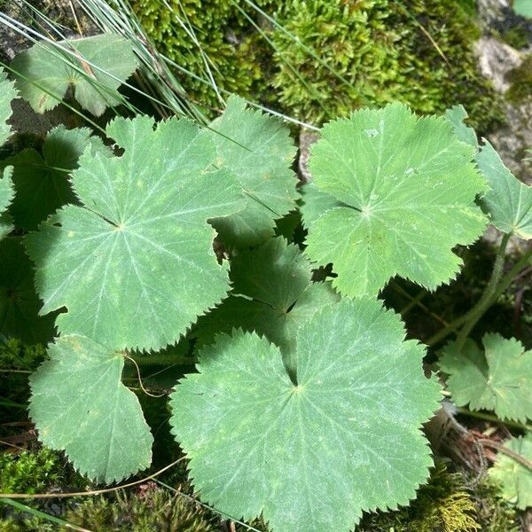 Alchemilla mollis Leht