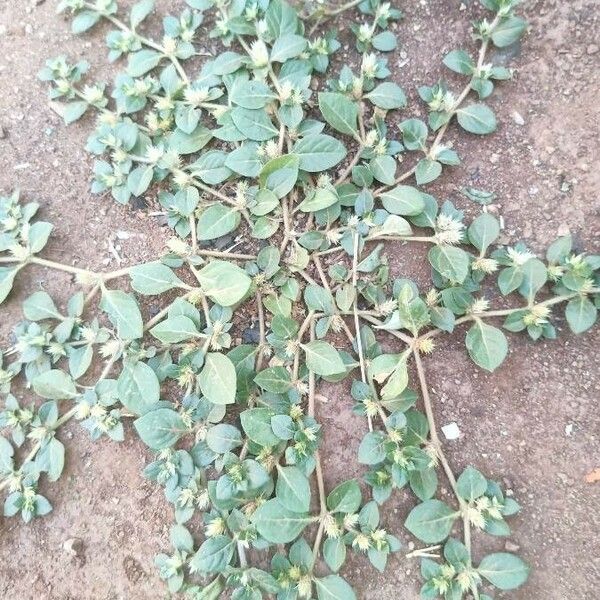 Alternanthera caracasana Leaf