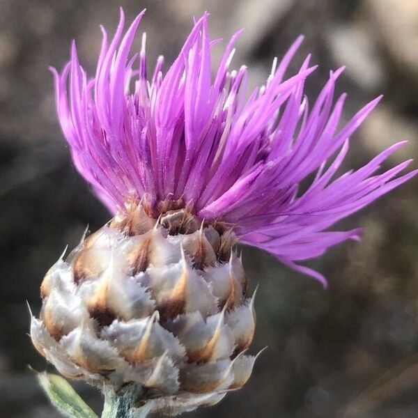 Centaurea alba 花