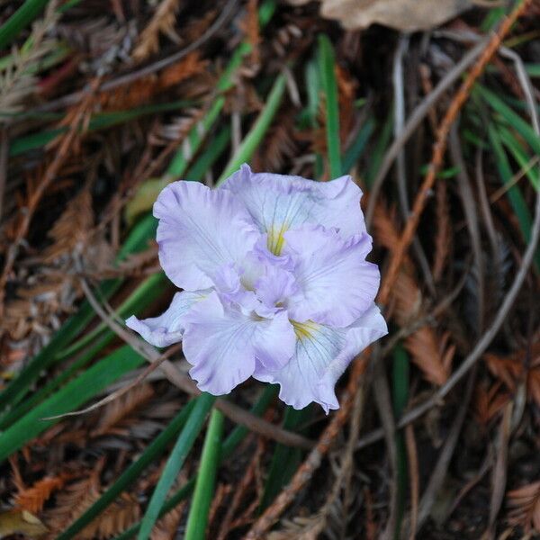 Iris douglasiana Flower