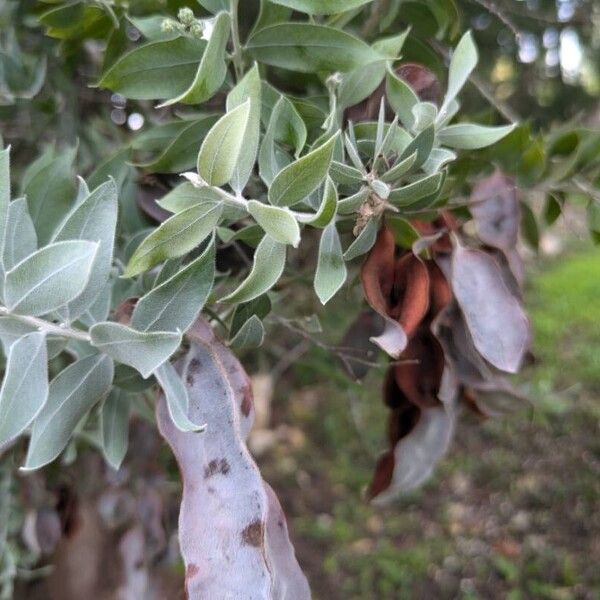 Acacia podalyriifolia Leaf