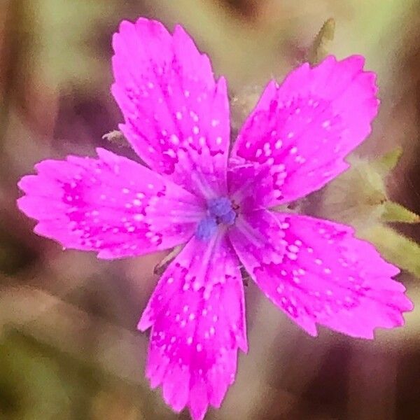 Dianthus armeria Flors