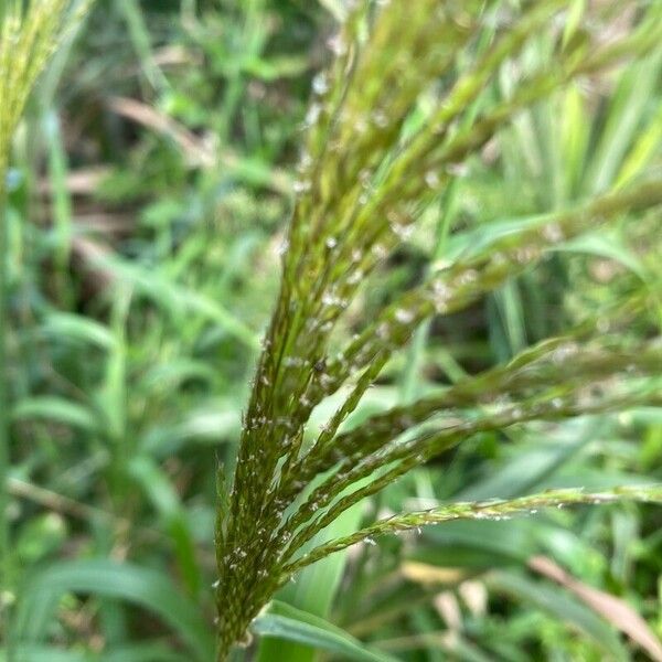 Setaria palmifolia Fulla