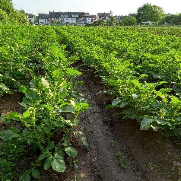 Solanum tuberosum Habitat