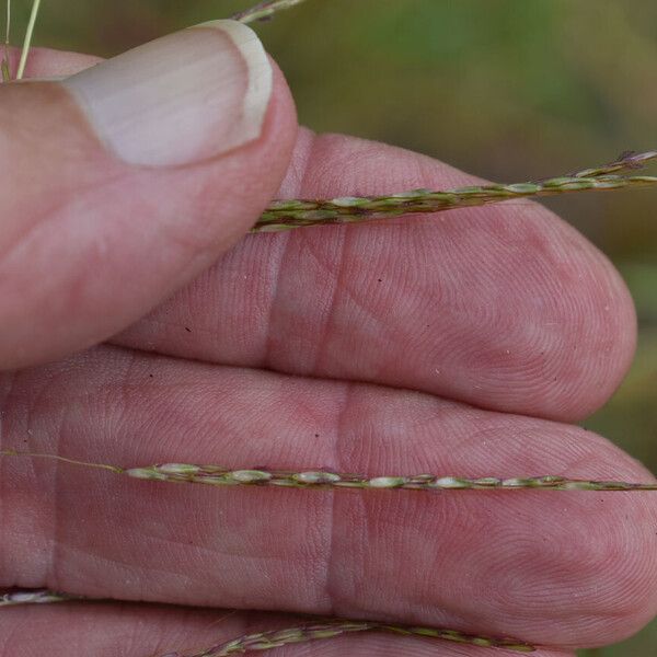 Bothriochloa bladhii Fruto