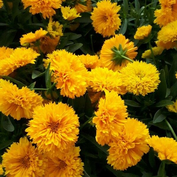 Coreopsis grandiflora Kwiat