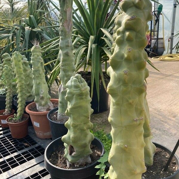 Lophocereus schottii Leaf