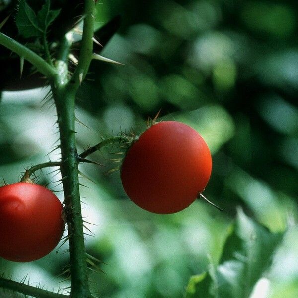 Solanum capsicoides Fruitua