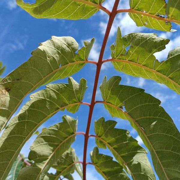 Ailanthus altissima Liść