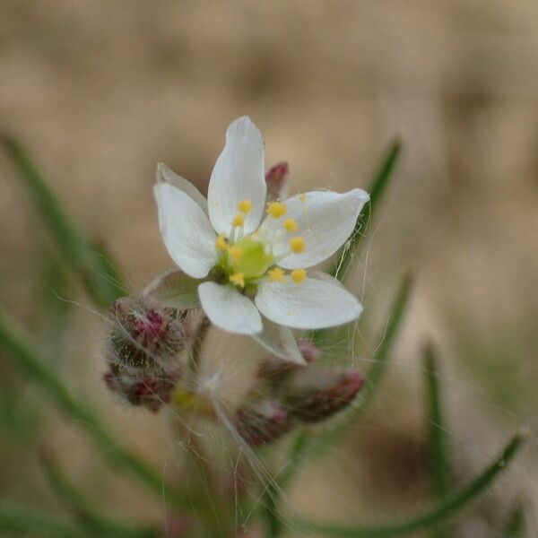 Spergula arvensis Kwiat