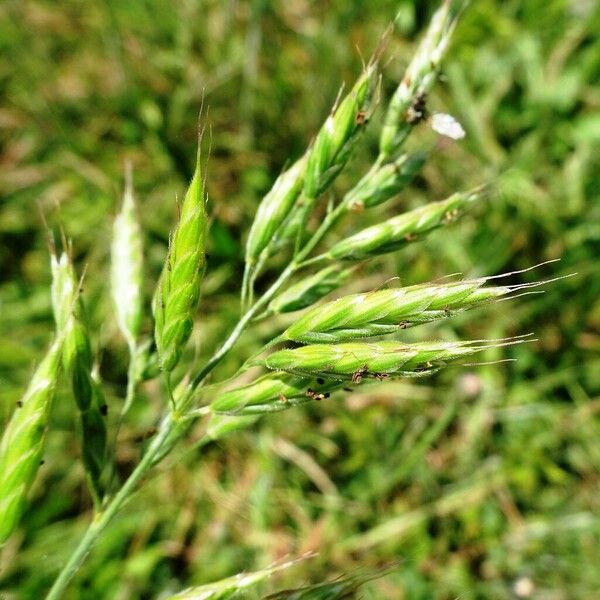 Bromus hordeaceus 花