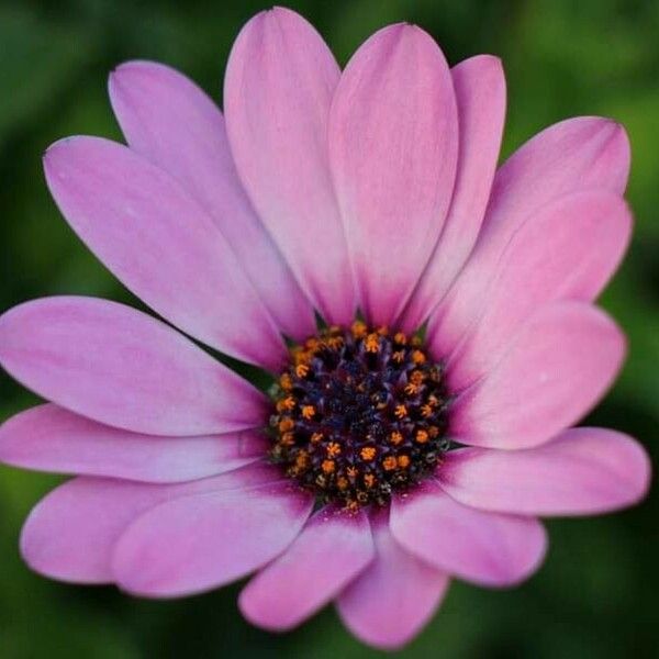 Osteospermum ecklonis Квітка