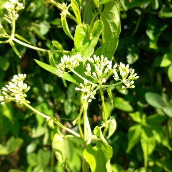 Mikania cordifolia Цветок