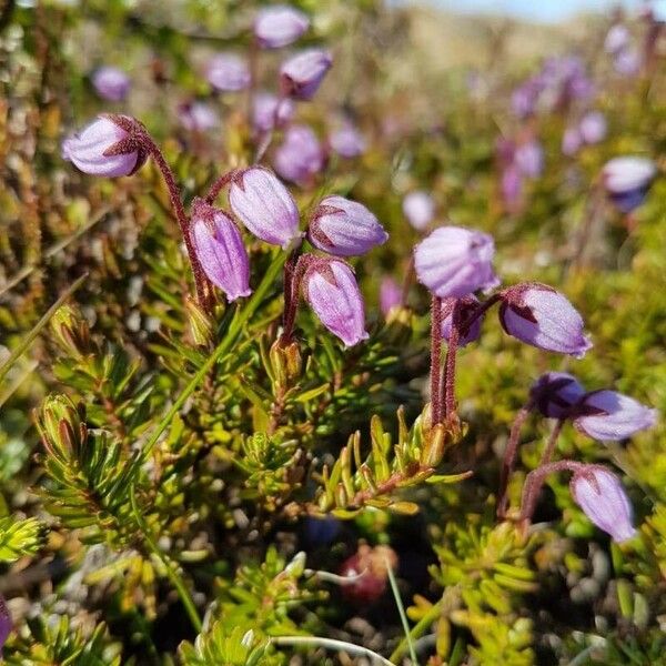 Phyllodoce caerulea Flor