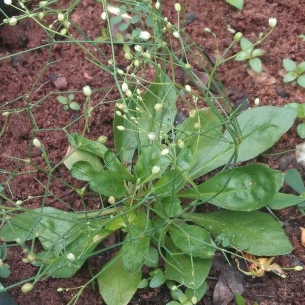 Paramollugo nudicaulis Flor