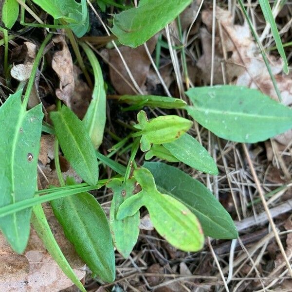 Rumex acetosella List