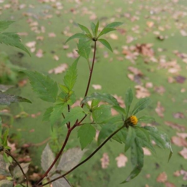 Bidens tripartita 花