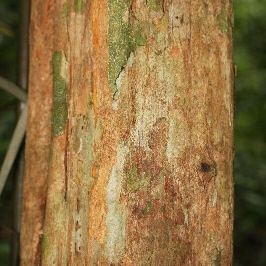 Posoqueria latifolia बार्क (छाल)