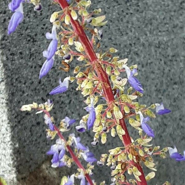 Coleus scutellarioides Flower