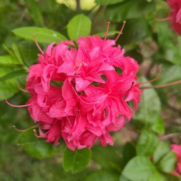 Rhododendron calendulaceum Fiore