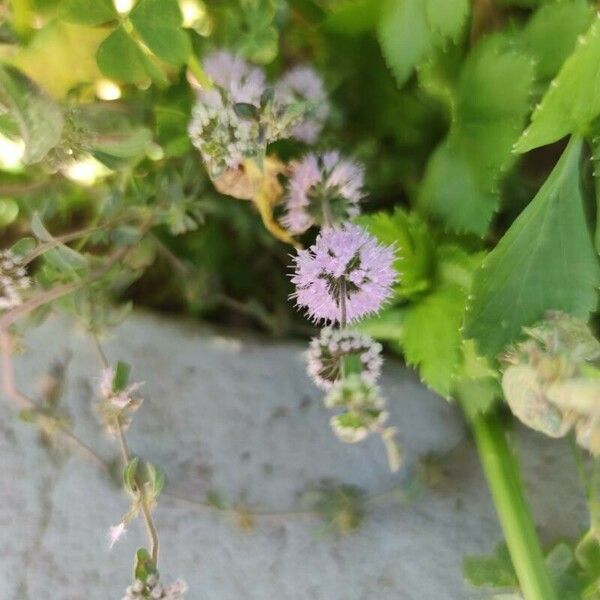 Mentha pulegium Kukka