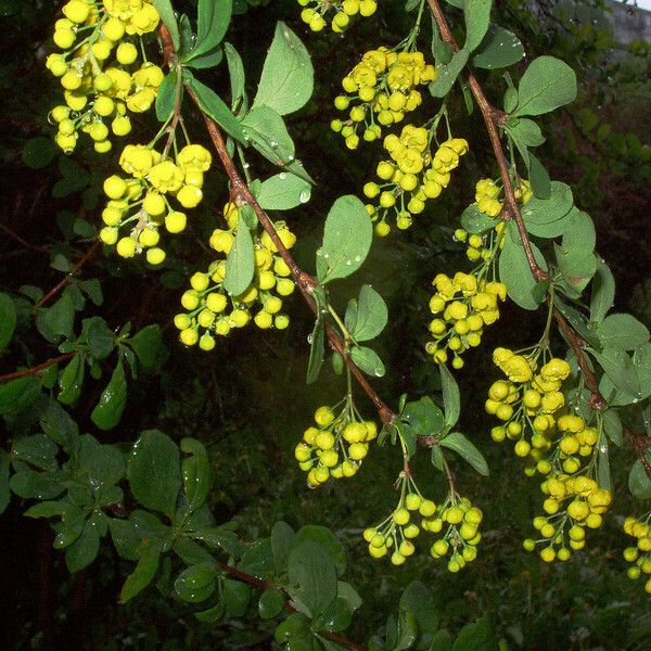 Berberis vulgaris Blüte