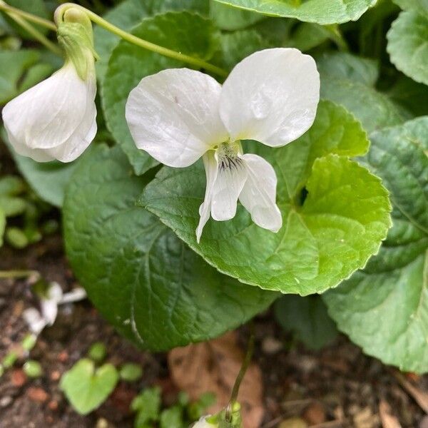 Viola blanda Lorea