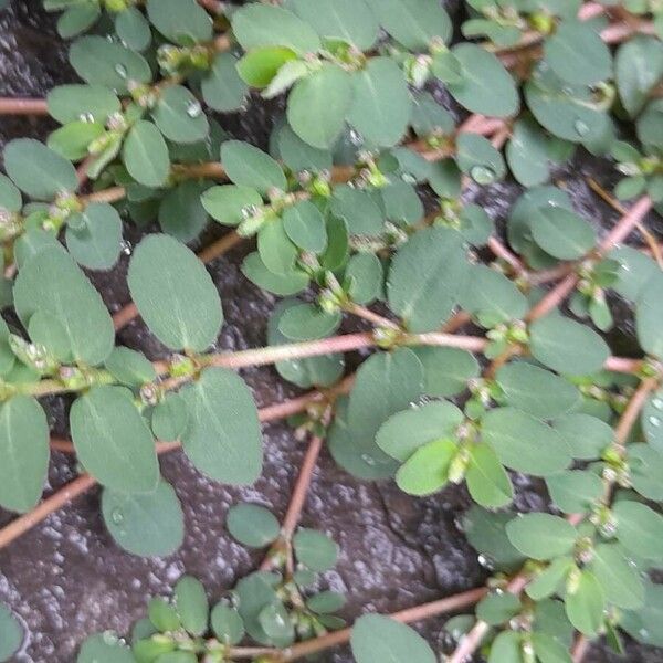 Euphorbia prostrata Blad