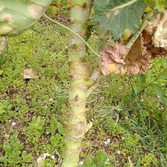 Brassica cretica Bark