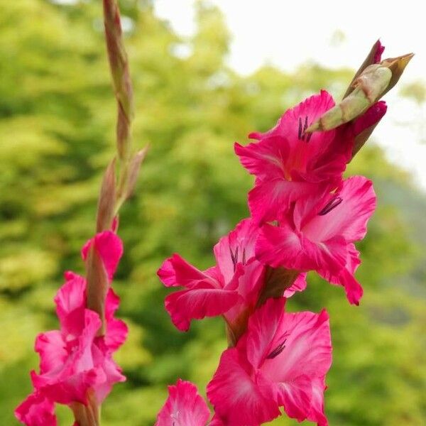 Gladiolus communis Цвят