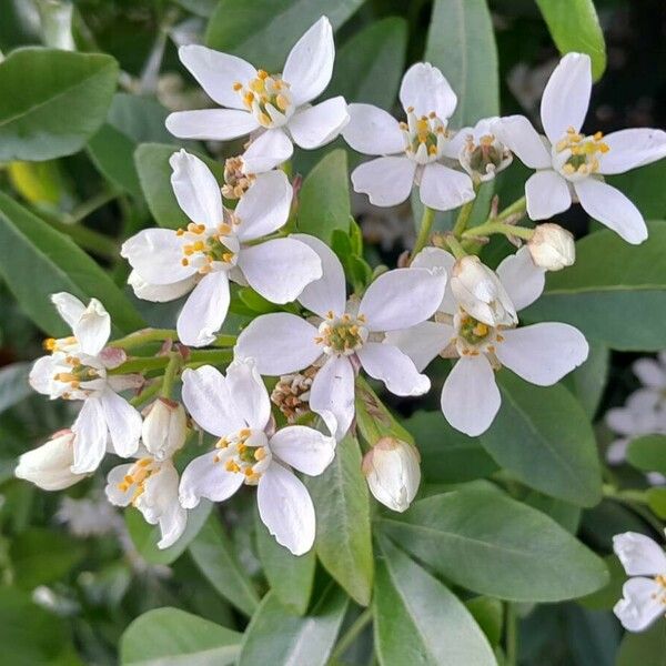 Choisya ternata Flower