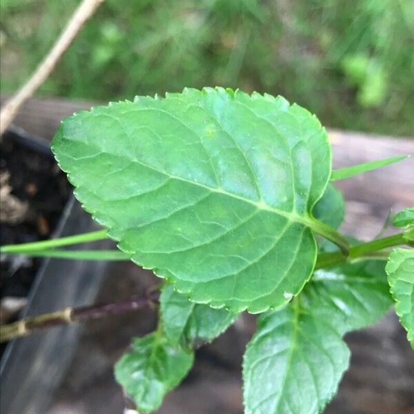 Phygelius aequalis Leaf